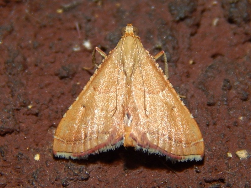 Endotricha flammealis